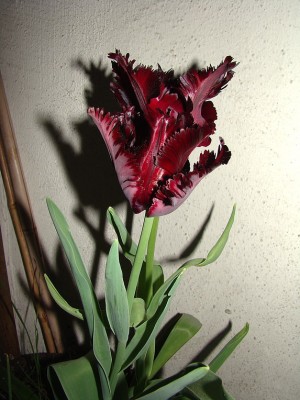 28.04.09 tulpe.jpg