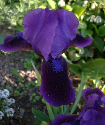 28.04.09 iris.jpg
