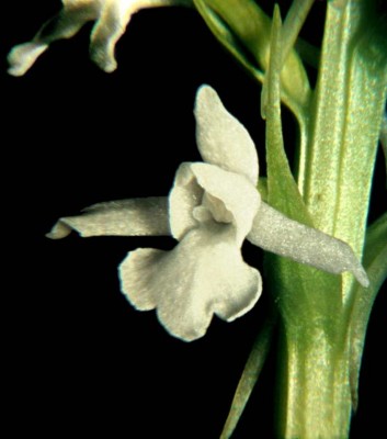 Gymnadenia-conopsea-weiss.JPG