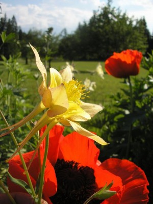 MOHN.JPG