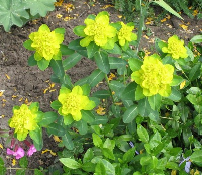 Euphorbia polychroma.jpg