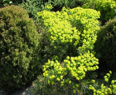 Euphorbia cyparissias Zypressenwolfsmilch 2k.jpg