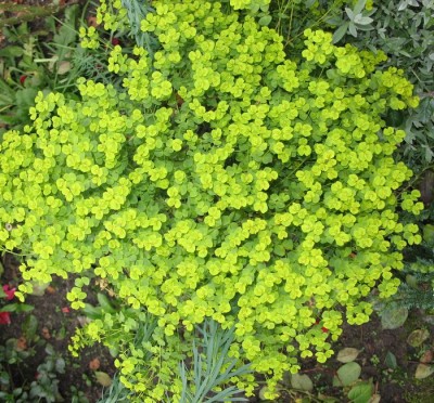 Euphorbia lathyris B2.jpg