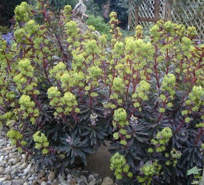 Euphorbia amygdaloides mandelblaettrige Wolfsmilch k.jpg