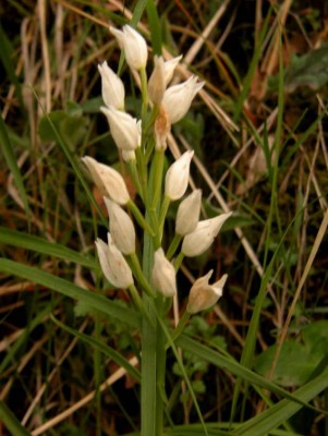 Cephalanthera-longifolia-Drome.JPG