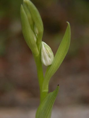 Cephalanthera-damasonium-Mallorca.JPG