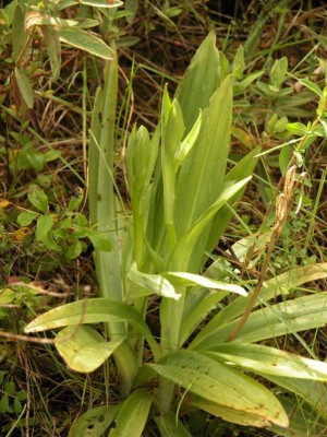 Cephalanthera-damasonium-2-Peguera-Mallorca.JPG