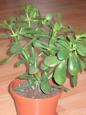 Bild 093_1024x768.jpg