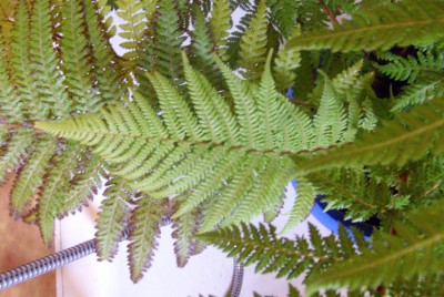 Dicksonia_2.jpg