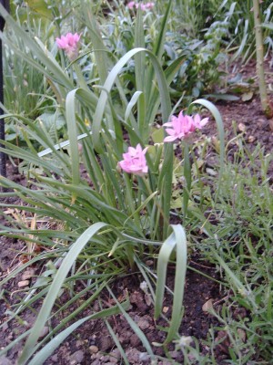 Rosenlauch_Nachbarin_0492.jpg