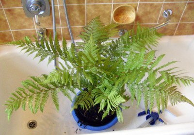 Dicksonia_1.jpg