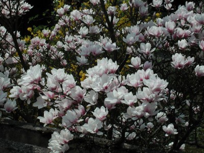 Magnolienbaum2.jpg
