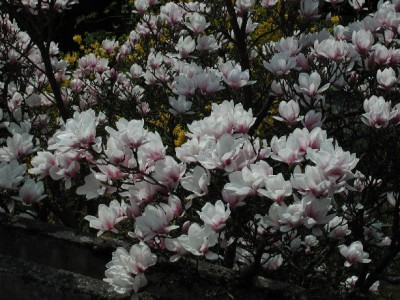 Magnolienbaum1.jpg