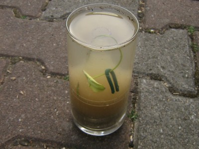 Lotos2.JPG