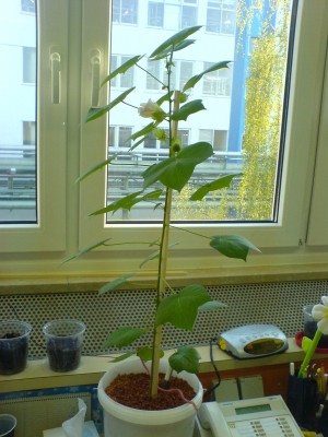 14.04.2009 gesamt.JPG