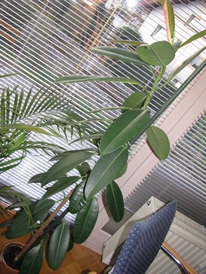 20090424_gummibaum_001.jpg