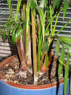 20090424_palme_001.jpg