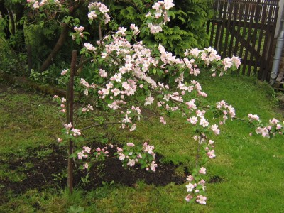 Apfelbaum.JPG