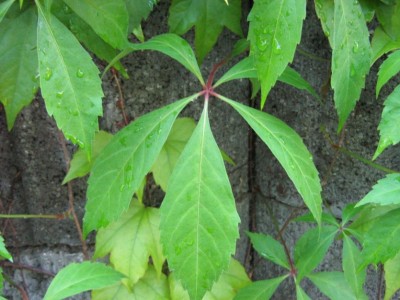IMG_0865 Parthenocissus quinquefolia Engelmannii 2.jpg