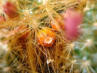 Samenkapsel oder nicht.jpg