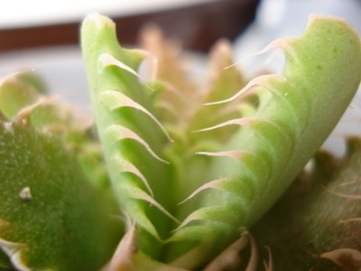 Faucaria Tigrina nah.jpg