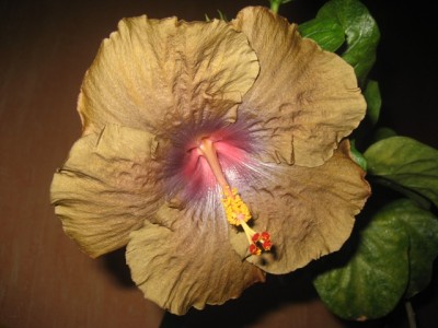 Wallflower3.JPG
