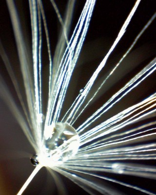 Pusteblume-mit-Troepfchen.JPG