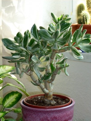 Crassula ovata variegata.jpg