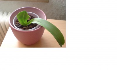 Nachwuchs-Orchidee 1.jpg