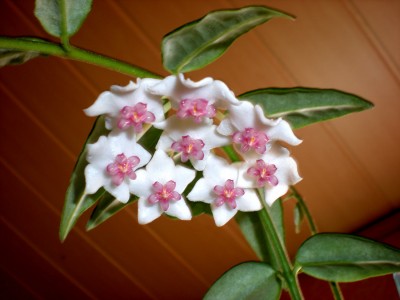 Hoya bella 001.jpg