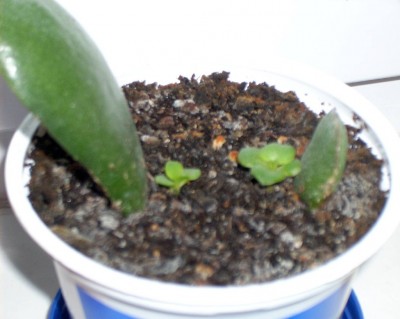 Crassula-Babys.jpg
