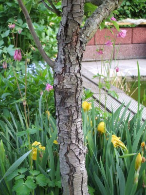 DSCF0743.JPG