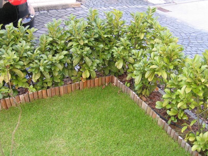 Unser Kirschlorbeer Etna wchst nicht richtig  Pflanzen & Botanik   GREEN24 Pflanzen & Garten Forum