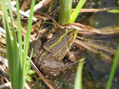 Frosch am Teich (2).JPG