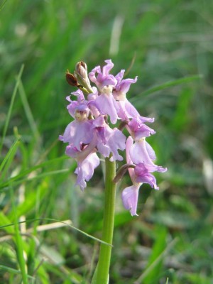 Orchis-mascula-1-Mai-Doernberg-2009-14.JPG