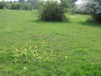 Orchis-mascula-1-Mai-Doernberg-2009-6.JPG