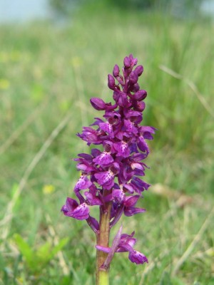 Orchis-mascula-1-Mai-Doernberg-2009--2.JPG