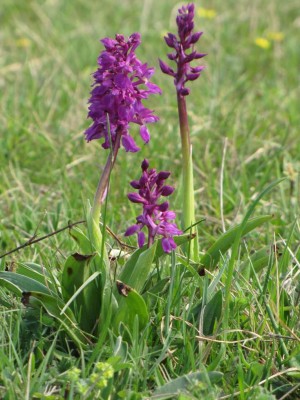 Orchis-mascula-1-Mai-Doernberg-2009-1.JPG