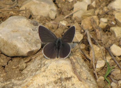 5-Cupido minimus - Zwerg-Blaeuling.JPG