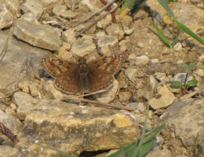 3-Dunkler-Dickkopf-Falter-(Erynnis-tages)-4.JPG
