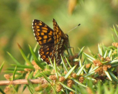 1-Schlüsselblumen-Würfelfalter (Hamearis lucina) .JPG