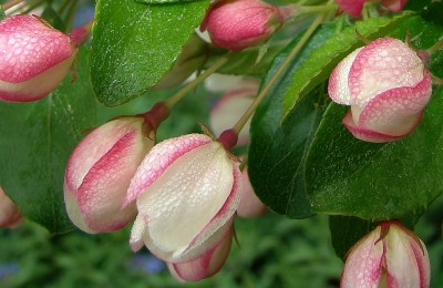 01.05.09 150-malus coronaria .jpg