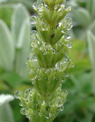 01.05.09 equisetum mal bewundert.jpg