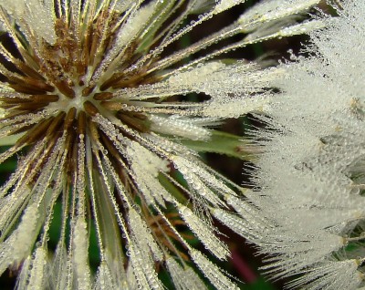 01.05.09 dandelion.jpg