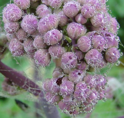 01.05.09 006-thalictrum .jpg
