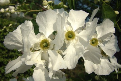 01.05.09 the bride.jpg