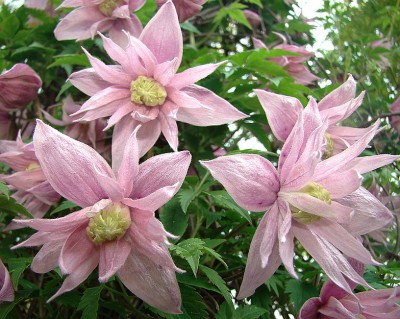 01.05.09 'markham's pink'.jpg