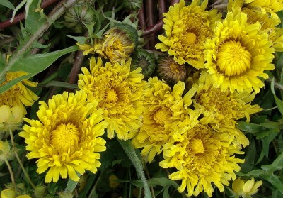 01.05.09 dandelion2.jpg