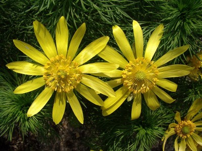 01.05.09 adonis vernalis.jpg