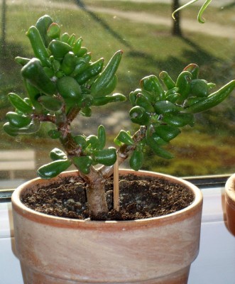 Crassula portulacea.jpg